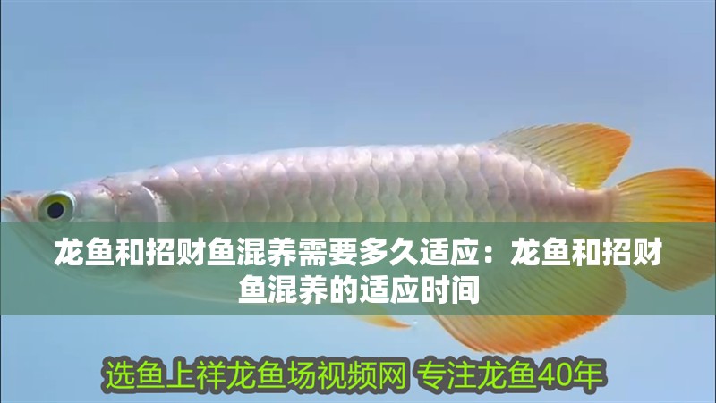 龍魚(yú)和招財(cái)魚(yú)混養(yǎng)需要多久適應(yīng)：龍魚(yú)和招財(cái)魚(yú)混養(yǎng)的適應(yīng)時(shí)間