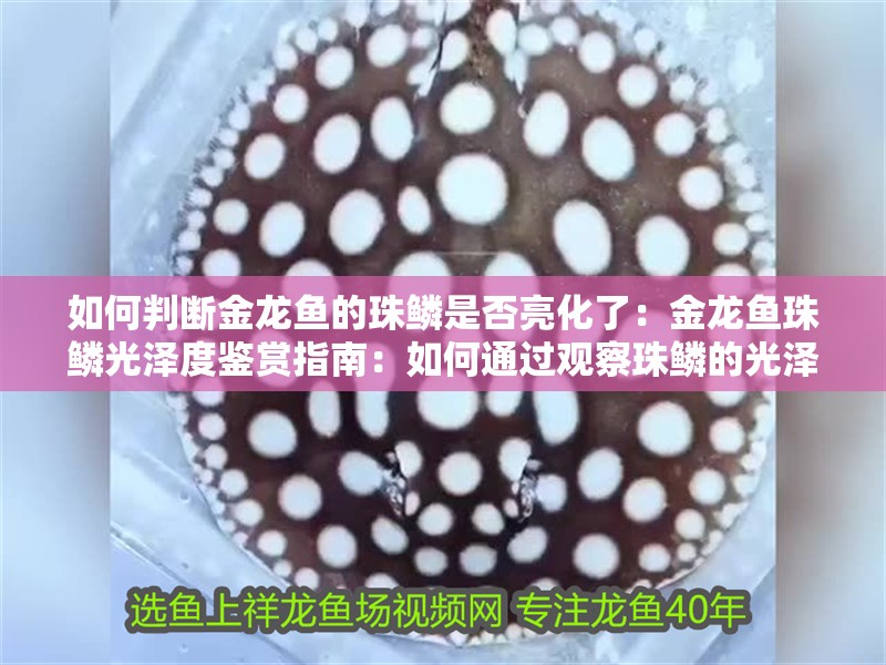 如何判斷金龍魚的珠鱗是否亮化了：金龍魚珠鱗光澤度鑒賞指南：如何通過觀察珠鱗的光澤度來判斷金龍魚的健康狀況