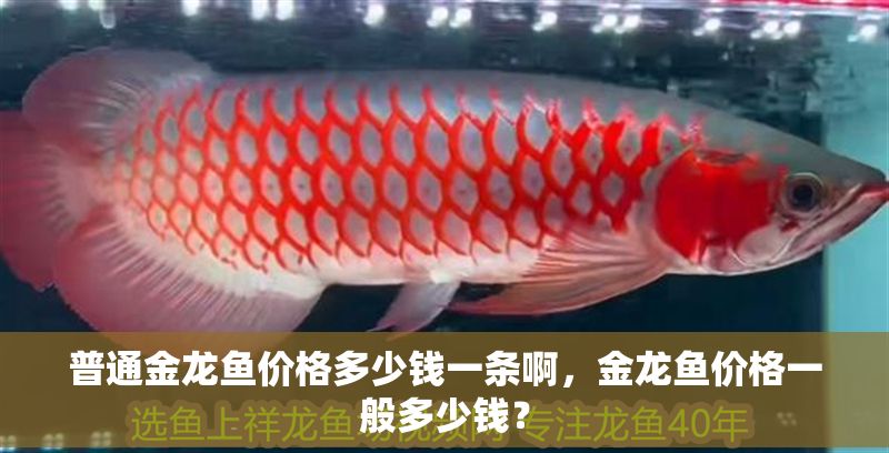 普通金龍魚價(jià)格多少錢一條啊，金龍魚價(jià)格一般多少錢？ 普通金龍魚價(jià)格多少錢一條啊，金龍魚價(jià)格一般多少錢？ 龍魚百科 第2張