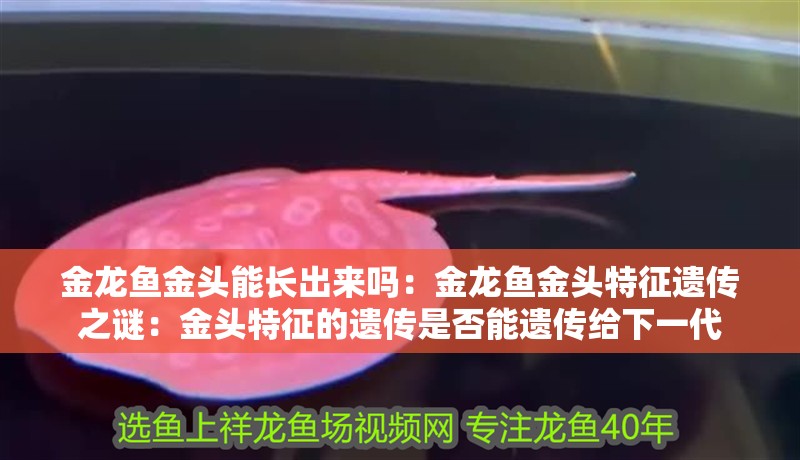 金龍魚金頭能長出來嗎：金龍魚金頭特征遺傳之謎：金頭特征的遺傳是否能遺傳給下一代