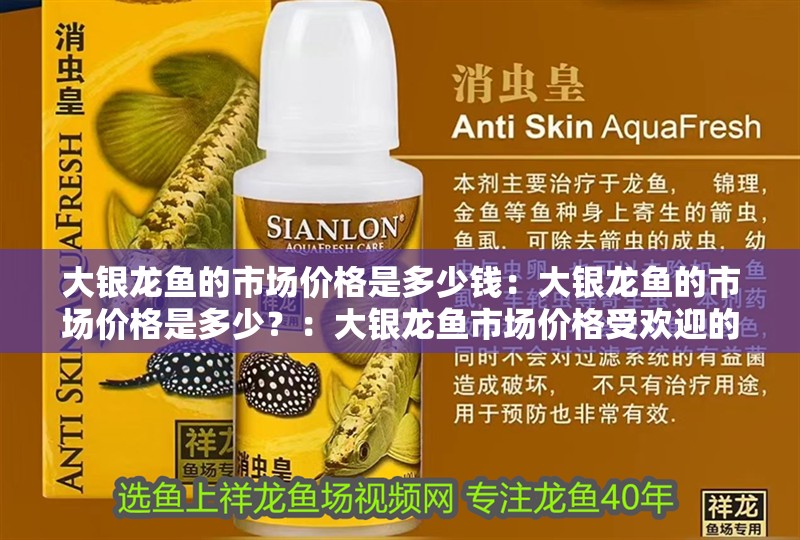大銀龍魚的市場價格是多少錢：大銀龍魚的市場價格是多少？：大銀龍魚市場價格受歡迎的水族品種大銀龍魚的價格范圍
