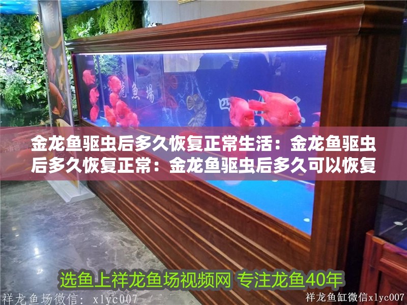 金龍魚驅蟲后多久恢復正常生活：金龍魚驅蟲后多久恢復正常：金龍魚驅蟲后多久可以恢復正常