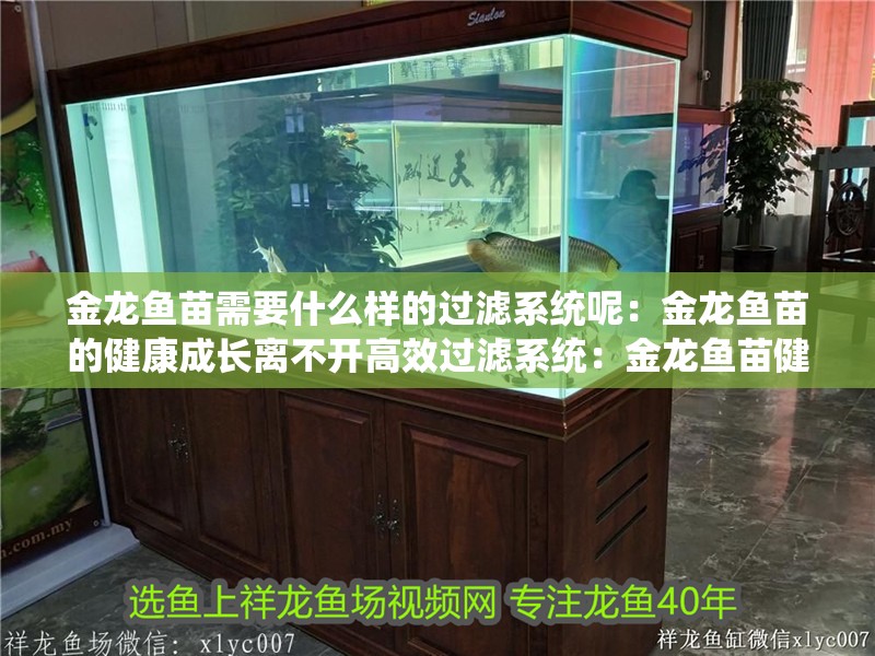金龍魚苗需要什么樣的過濾系統呢：金龍魚苗的健康成長離不開高效過濾系統：金龍魚苗健康成長的關鍵因素