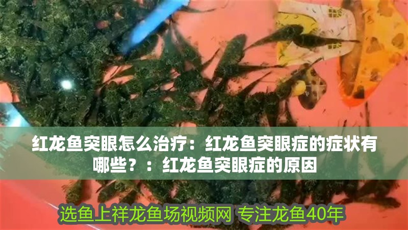 紅龍魚突眼怎么治療：紅龍魚突眼癥的癥狀有哪些？：紅龍魚突眼癥的原因