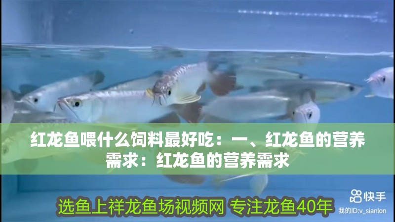 紅龍魚喂什么飼料最好吃：一、紅龍魚的營養需求：紅龍魚的營養需求