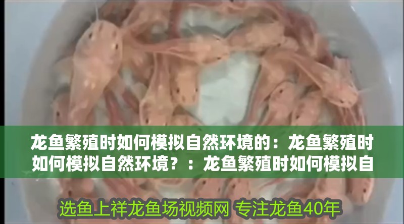 龍魚繁殖時如何模擬自然環境的：龍魚繁殖時如何模擬自然環境？：龍魚繁殖時如何模擬自然環境