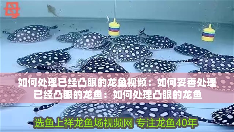 如何處理已經凸眼的龍魚視頻：如何妥善處理已經凸眼的龍魚：如何處理凸眼的龍魚