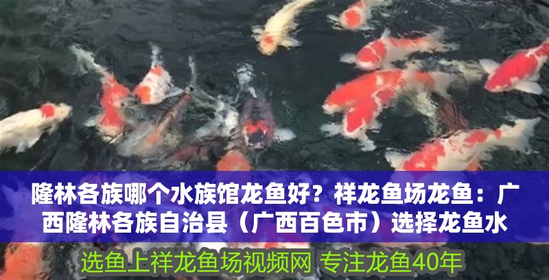 <strong><mark>隆林</mark></strong>各族哪個水族館龍魚好？祥龍魚場龍魚：廣西<strong><mark>隆林</mark></strong>各族自治縣（廣西百色市）選擇龍魚水族館或魚場