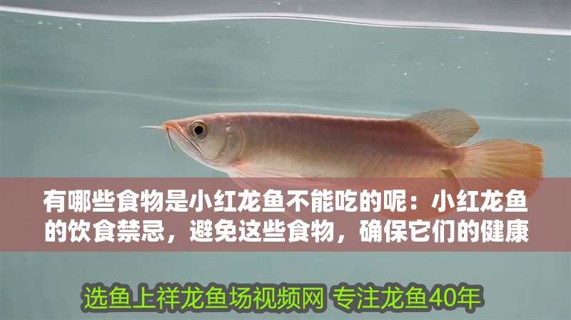 有哪些食物是小紅龍魚不能吃的呢:小紅龍魚的飲食禁忌,避免這些食物,確保它們的健康:小紅龍魚不能吃的食物對小紅龍魚的健康構(gòu)成威脅的食物