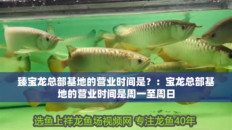 臻寶龍總部基地的營業(yè)時間是？：寶龍總部基地的營業(yè)時間是周一至周日