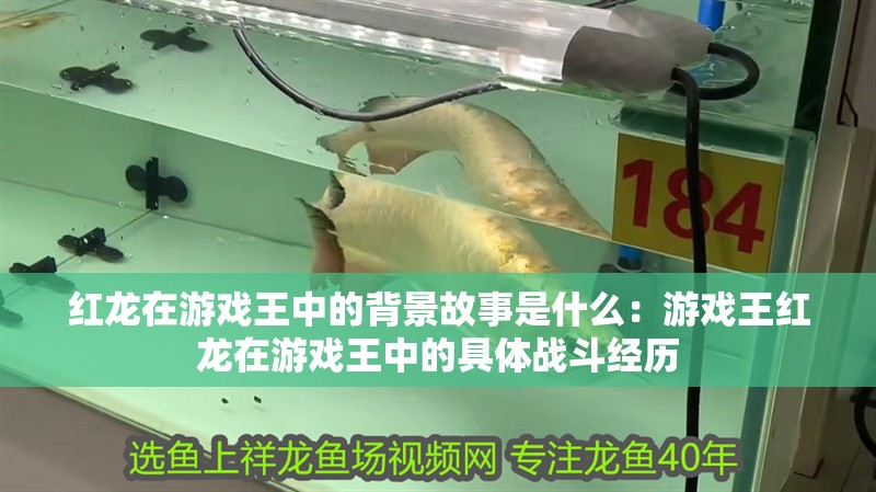 紅龍在游戲王中的背景故事是什么：游戲王紅龍在游戲王中的具體戰斗經歷