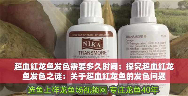 超血紅龍魚發色需要多久時間：探究超血紅龍魚發色之謎：關于超血紅龍魚的發色問題