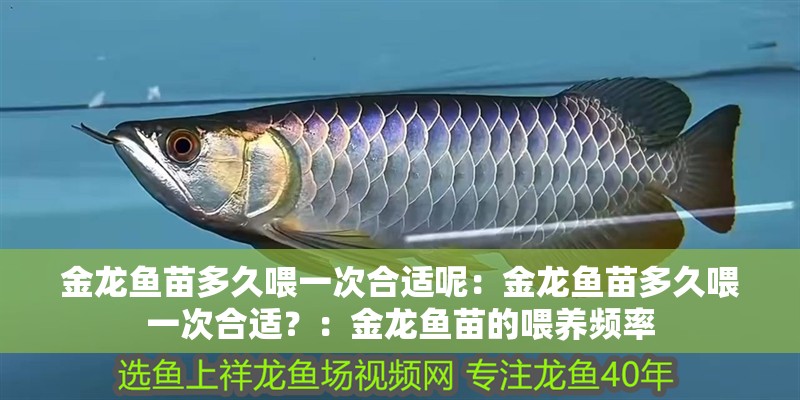 金龍魚苗多久喂一次合適呢：金龍魚苗多久喂一次合適？：金龍魚苗的喂養頻率