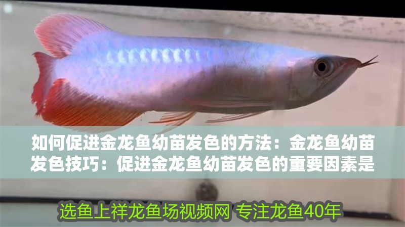 如何促進金龍魚幼苗發色的方法：金龍魚幼苗發色技巧：促進金龍魚幼苗發色的重要因素是促進金龍魚幼苗發育的重要因素