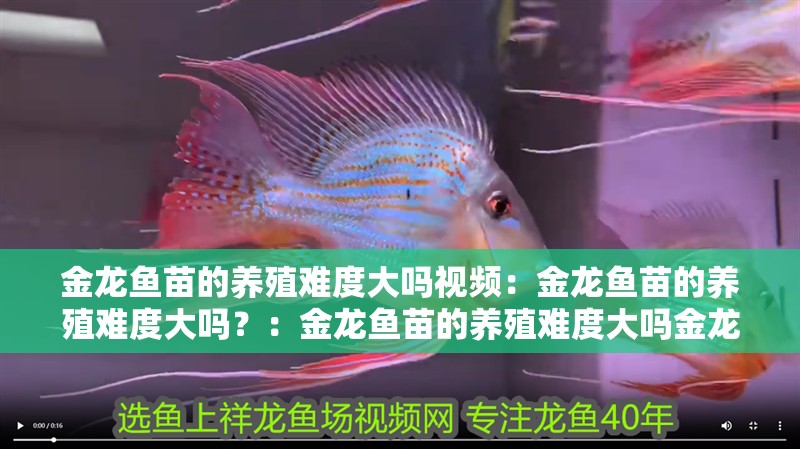 金龍魚苗的養殖難度大嗎視頻：金龍魚苗的養殖難度大嗎？：金龍魚苗的養殖難度大嗎金龍魚苗的養殖難度大嗎