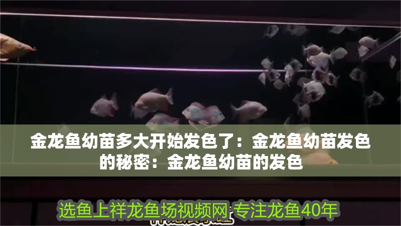 金龍魚幼苗多大開始發色了：金龍魚幼苗發色的秘密：金龍魚幼苗的發色