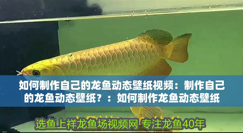 龍魚干蝦有營養嗎 如何制作自己的龍魚動態壁紙視頻:制作自己的龍魚動態壁紙?:如何制作龍魚動態壁紙 水族問答 如何制作自己的龍魚動態壁紙視頻:制作自己的龍魚動態壁紙?:如何制作龍魚動態壁紙 如何制作自己的龍魚動態壁紙視頻:制作自己的龍魚動態壁紙?:如何制作龍魚動態壁紙 水族問答