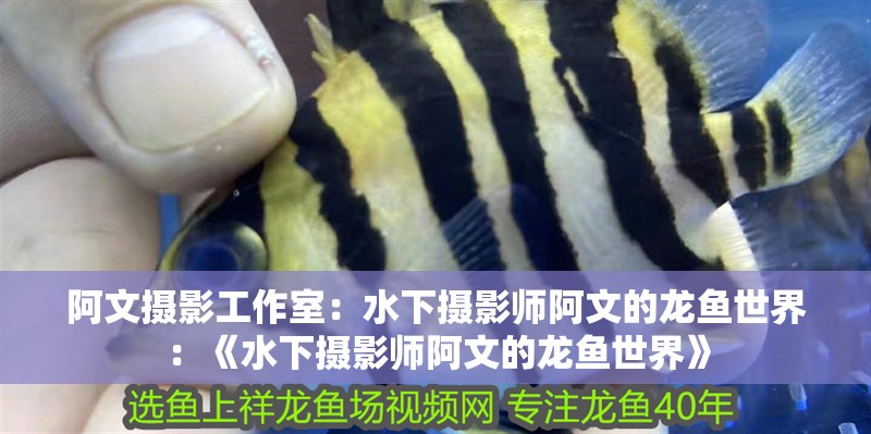 阿文攝影工作室：水下攝影師阿文的龍魚世界：《水下攝影師阿文的龍魚世界》