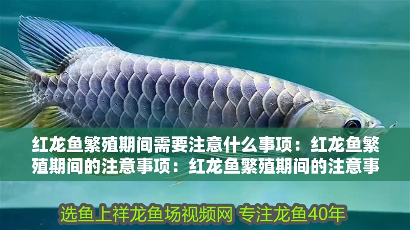 紅龍魚繁殖期間需要注意什么事項：紅龍魚繁殖期間的注意事項：紅龍魚繁殖期間的注意事項