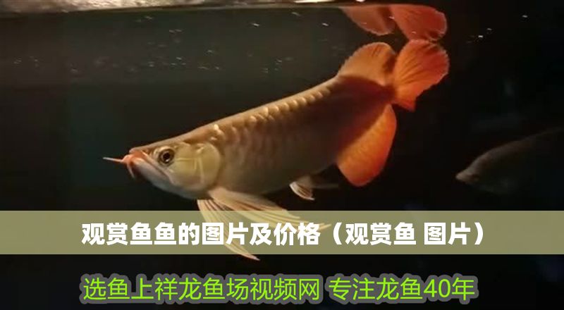 觀賞魚魚的圖片及價格（觀賞魚 圖片）