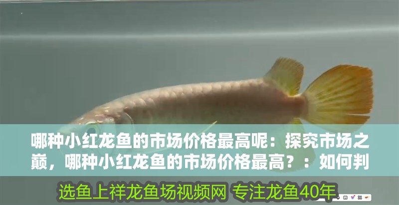 哪種小紅龍魚的市場價格最高呢：探究市場之巔，哪種小紅龍魚的市場價格最高？：如何判斷小紅龍魚的價格影響市場價格水平