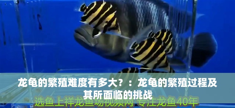 龍龜的繁殖難度有多大？：龍龜的繁殖過程及其所面臨的挑戰