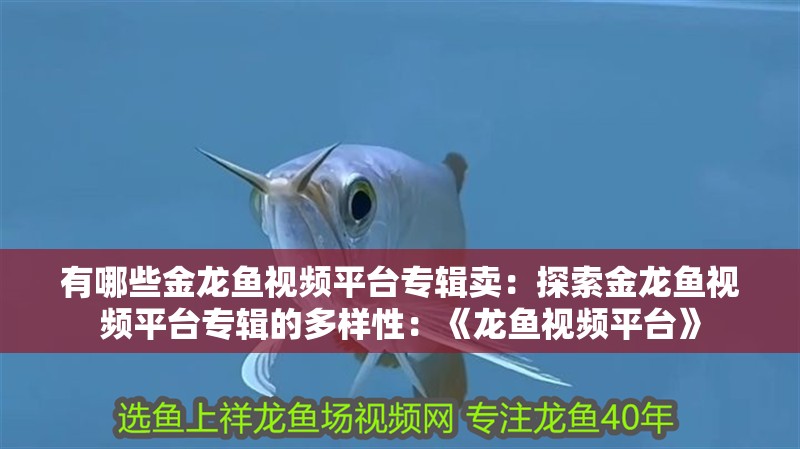 有哪些金龍魚視頻平臺專輯賣：探索金龍魚視頻平臺專輯的多樣性：《龍魚視頻平臺》