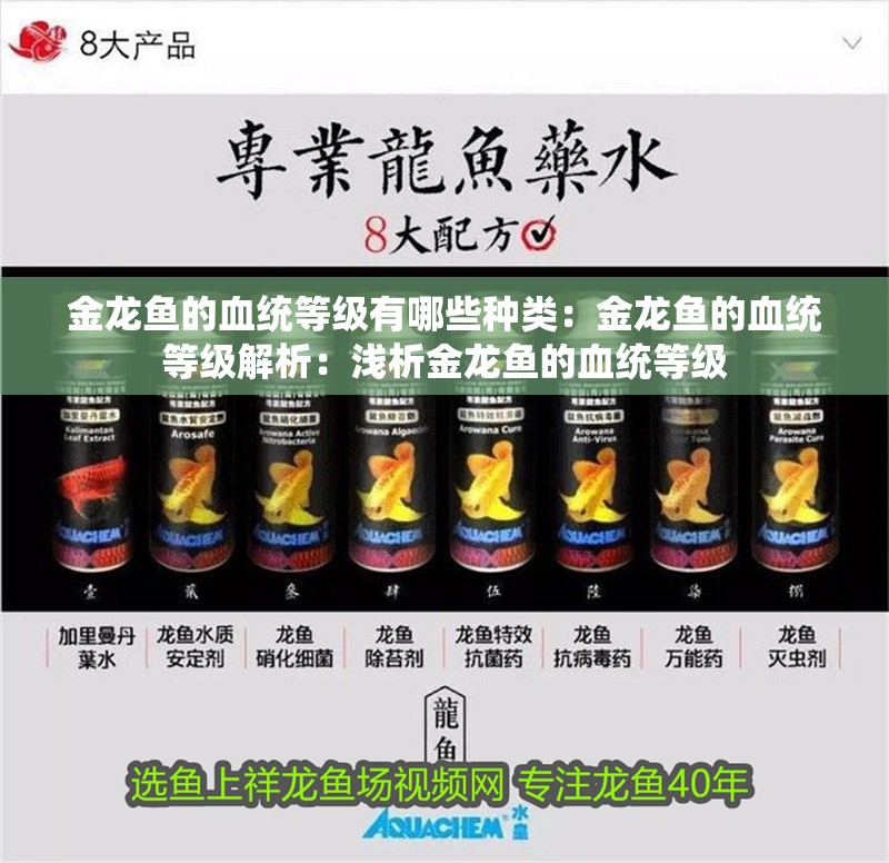 金龍魚的血統等級有哪些種類：金龍魚的血統等級解析：淺析金龍魚的血統等級