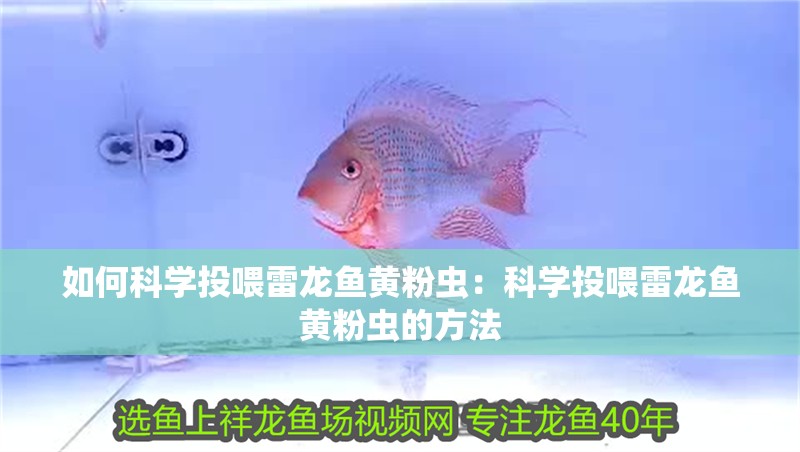 如何科學投喂雷龍魚黃粉蟲：科學投喂雷龍魚黃粉蟲的方法