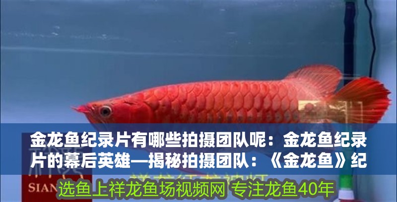 金龍魚紀錄片有哪些拍攝團隊呢：金龍魚紀錄片的幕后英雄—揭秘拍攝團隊：《金龍魚》紀錄片拍攝團隊