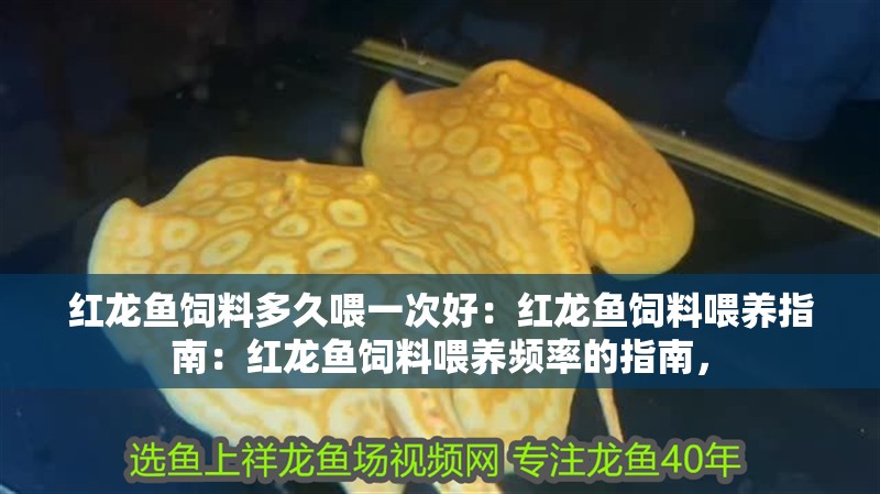 紅龍魚(yú)飼料多久喂一次好：紅龍魚(yú)飼料喂養(yǎng)指南：紅龍魚(yú)飼料喂養(yǎng)頻率的指南，