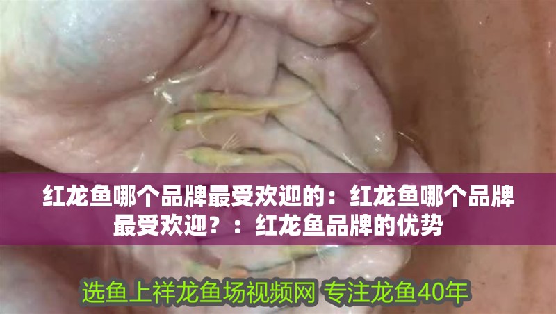 紅龍魚哪個品牌最受歡迎的：紅龍魚哪個品牌最受歡迎？：紅龍魚品牌的優勢