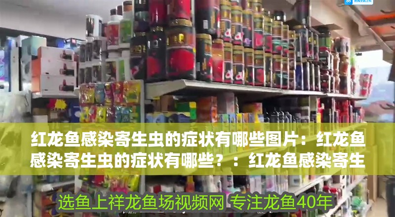 紅龍魚感染寄生蟲的癥狀有哪些圖片：紅龍魚感染寄生蟲的癥狀有哪些？：紅龍魚感染寄生蟲后可能會出現異常