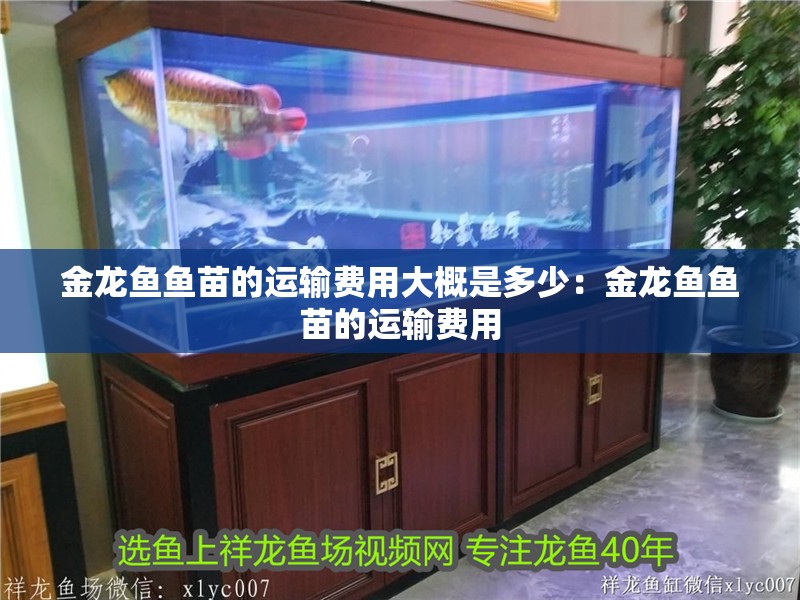 金龍魚魚苗的運輸費用大概是多少：金龍魚魚苗的運輸費用