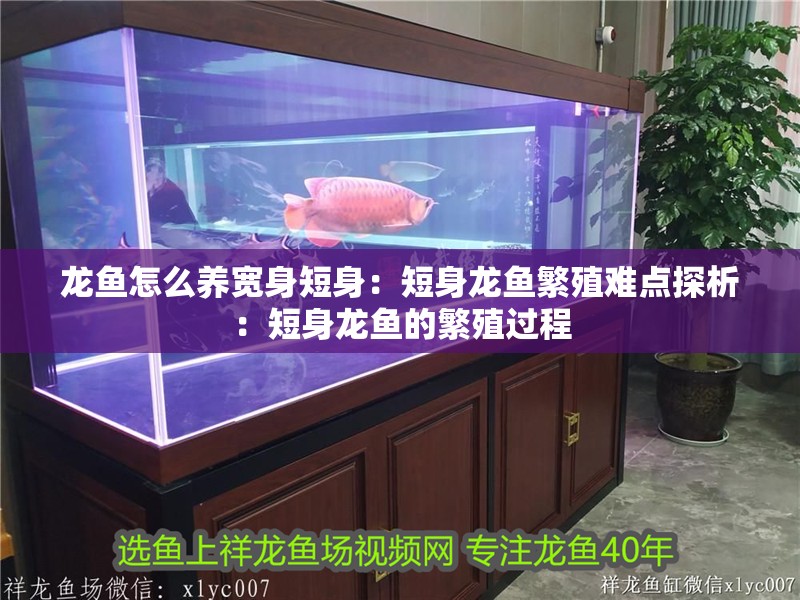 龍魚怎么養(yǎng)寬身短身：短身龍魚繁殖難點探析：短身龍魚的繁殖過程
