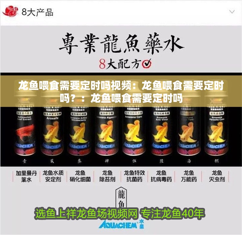 龍魚喂食需要定時嗎視頻：龍魚喂食需要定時嗎？：龍魚喂食需要定時嗎