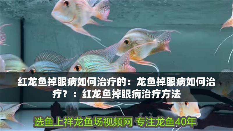 紅龍魚掉眼病如何治療的：龍魚掉眼病如何治療？：紅龍魚掉眼病治療方法