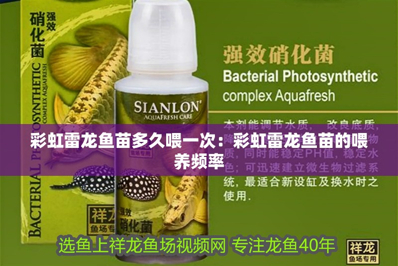 彩虹雷龍魚苗多久喂一次：彩虹雷龍魚苗的喂養(yǎng)頻率