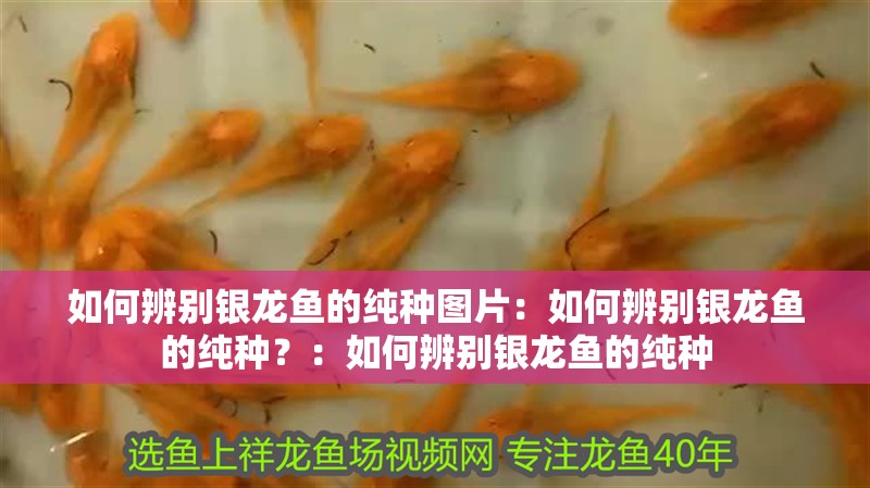 如何辨別銀龍魚的純種圖片：如何辨別銀龍魚的純種？：如何辨別銀龍魚的純種