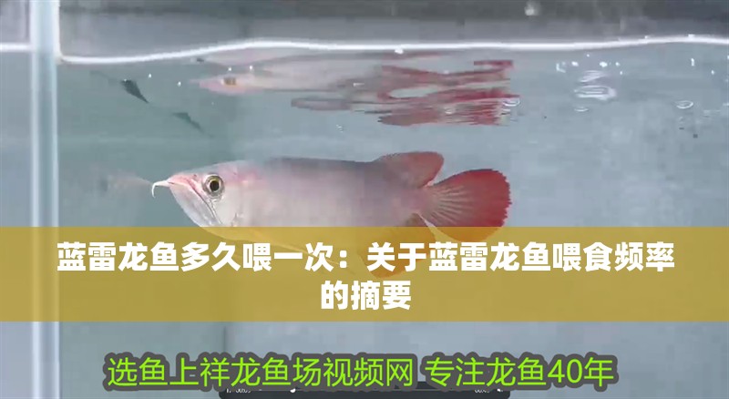 藍雷龍魚多久喂一次：關于藍雷龍魚喂食頻率的摘要