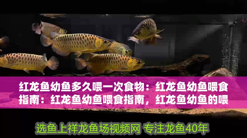 紅龍魚幼魚多久喂一次食物：紅龍魚幼魚喂食指南：紅龍魚幼魚喂食指南，紅龍魚幼魚的喂食頻率和喂食技巧
