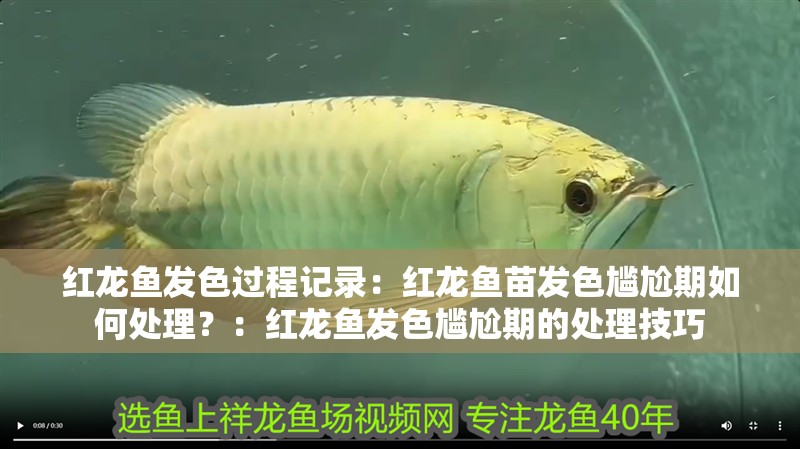 紅龍魚發色過程記錄：紅龍魚苗發色尷尬期如何處理？：紅龍魚發色尷尬期的處理技巧
