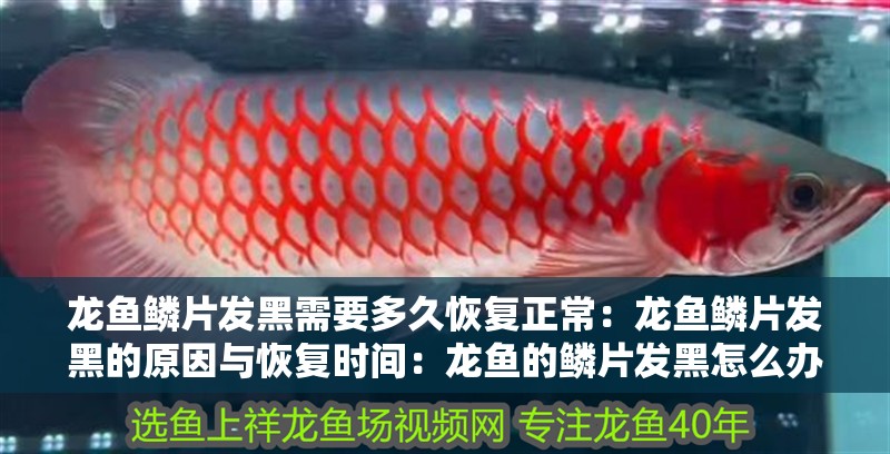 龍魚鱗片發黑需要多久恢復正常：龍魚鱗片發黑的原因與恢復時間：龍魚的鱗片發黑怎么辦