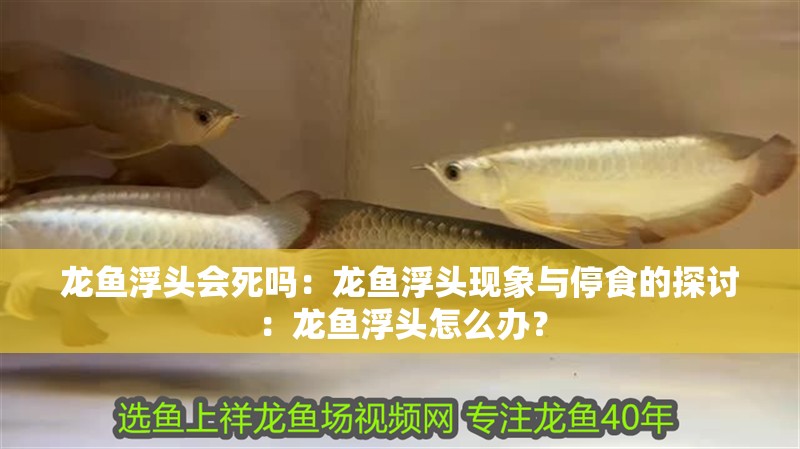 龍魚浮頭會死嗎：龍魚浮頭現象與停食的探討：龍魚浮頭怎么辦？