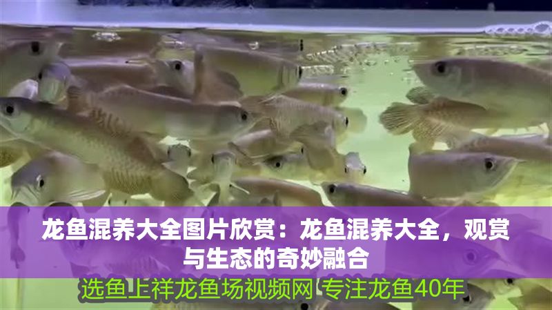 龍魚混養大全圖片欣賞：龍魚混養大全，觀賞與生態的奇妙融合