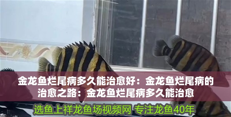金龍魚爛尾病多久能治愈好：金龍魚爛尾病的治愈之路：金龍魚爛尾病多久能治愈