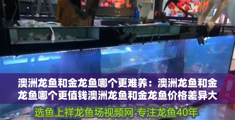 澳洲龍魚和金龍魚哪個更難養：澳洲龍魚和金龍魚哪個更值錢澳洲龍魚和金龍魚價格差異大嗎