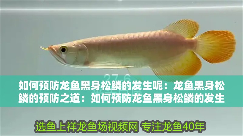 如何預防龍魚黑身松鱗的發生呢：龍魚黑身松鱗的預防之道：如何預防龍魚黑身松鱗的發生
