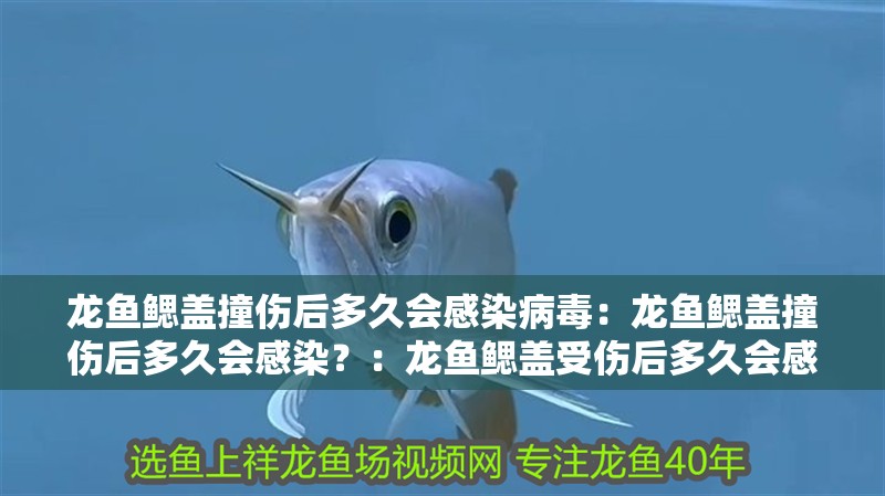 龍魚鰓蓋撞傷后多久會感染病毒：龍魚鰓蓋撞傷后多久會感染？：龍魚鰓蓋受傷后多久會感染病毒