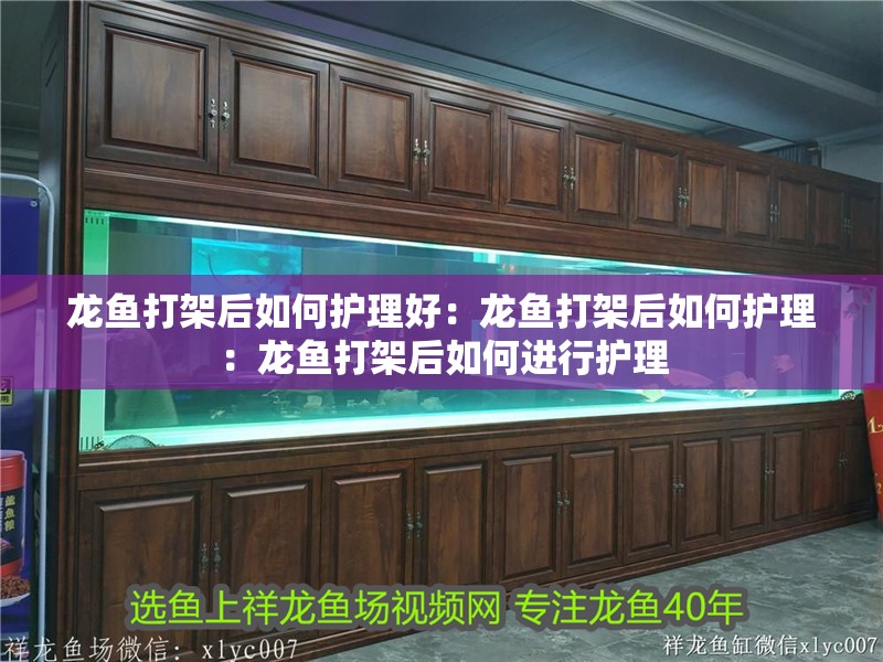 龍魚打架后如何護理好：龍魚打架后如何護理：龍魚打架后如何進行護理